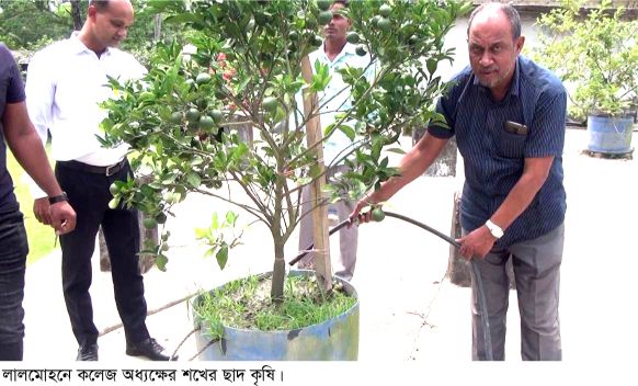 লালমোহনে কলেজের পরিত্যক্ত ছাদে সবুজের সমরোহ