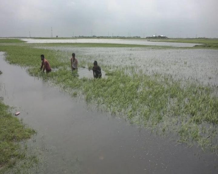 চরফ্যাশনে আবহাওয়া অনুকূলে না থাকায় আমনের বীজতলা তৈরি করেনি কৃষকরা