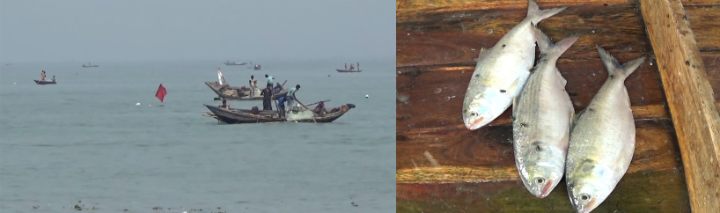 ভোলার মেঘনায় ভরা মৌসুমেও ইলিশের দেখা নেই