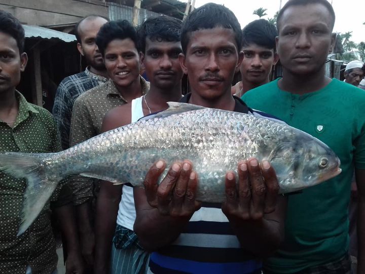 তজুমদ্দিনে এক ইলিশের দাম  ১০ হাজার ৩ শ’ টাকা