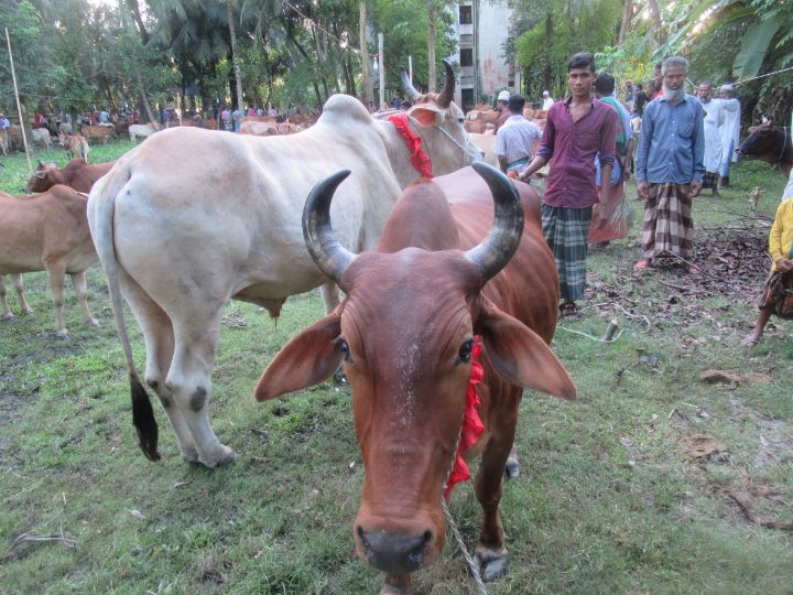 মনপুরা জমে উঠেছে কোরবানি পশুর হাট
