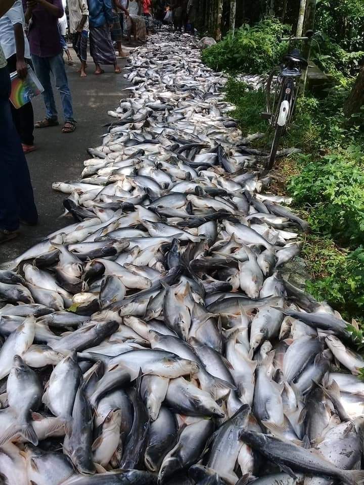 চরফ্যাশনে বিষ প্রয়োগ করে ১৫ লাখ টাকা মাছ নিধন