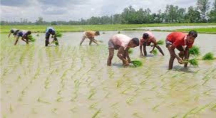 ভোলায় ৮০ হাজার হেক্টর জমিতে আমন আবাদ