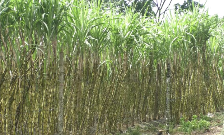 ভোলায় আখের পাইকারি বাজারে সিন্ডিকেটের কারনে কৃষকরা বিপাকে