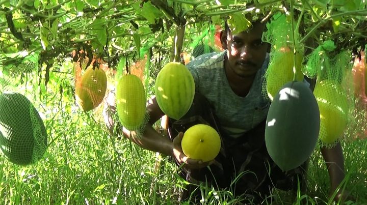 ভোলায় বর্ষাকালীন তরমুজ আবাদ করে কৃষক সৌরভের সফলতা