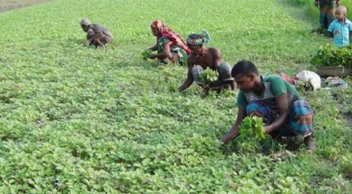 ভোলায় শীতকালীন সবজি চাষে ব্যস্ত কৃষকরা