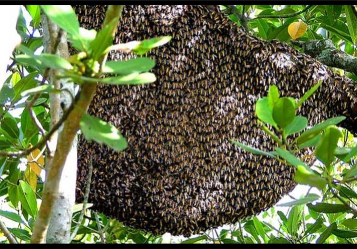 চরফ্যাশনে হারিয়ে যাচ্ছে মৌমাছি আর মৌচাক!