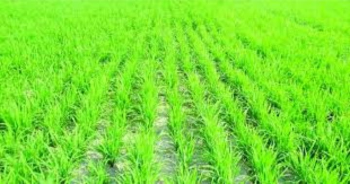 ভোলায় লক্ষ্যমাত্রার বেশী আমন ধানের আবাদ
