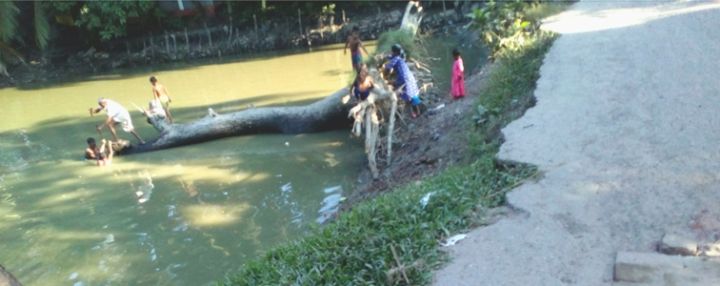 দৌলতখানে সরকারি গাছ কর্তন,দেখার কেউ নেই
