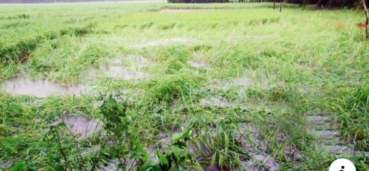 ভোলায় ৫৩ হাজার হেক্টর জমির আমন ধানের ক্ষতি