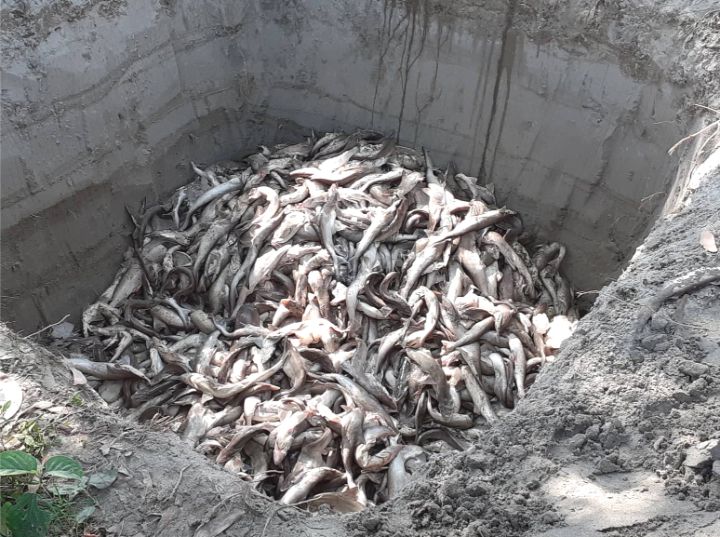 ভোলায় ৪০ মন ডলফিন ও হাঙ্গরের বাচ্চাসহ পাচারকারী আটক