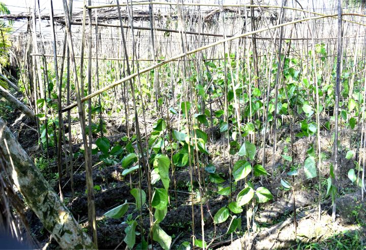 লালমোহনে ঘূর্ণিঝড় বুলবুলে ১৮৭ হেক্টর জমির ফসলের ক্ষতি
