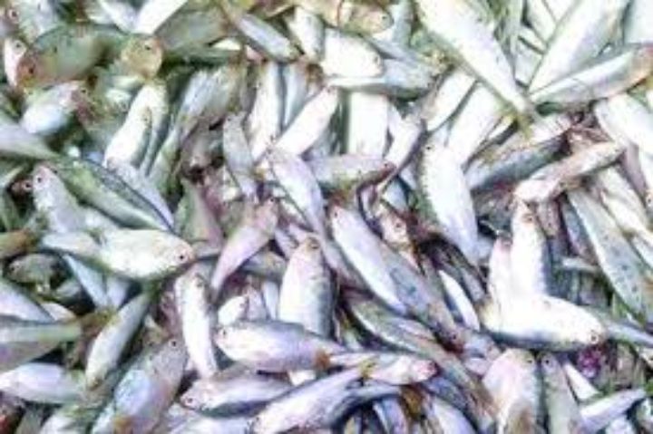 ভোলার ইলিশা থেকে ১৬ মন জাটকা জব্দ