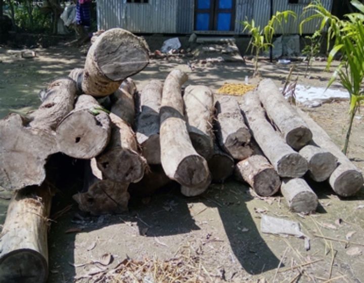 তজুমদ্দিনে পাচারের সময় বন বিভাগের গাছ আটক