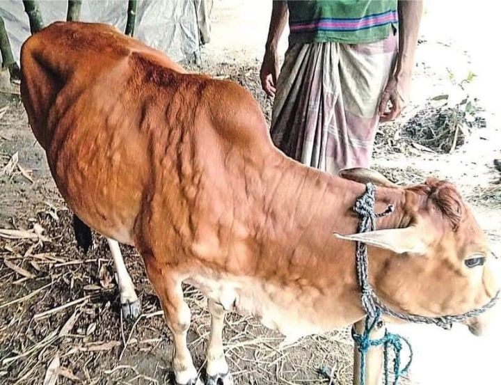 চরফ্যাশনে লাম্পি স্কিন আক্রান্ত গরু হচ্ছে গরু প্রতিরোধে নেই ভ্যাকসিন