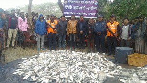 চরফ্যাশনে ১২০ মন জাটকা ইলিশ জব্দ