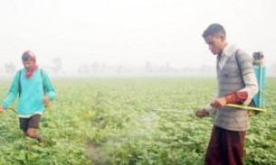 ভোলাসহ দক্ষিণাঞ্চলের কৃষি বিপর্যস্ত