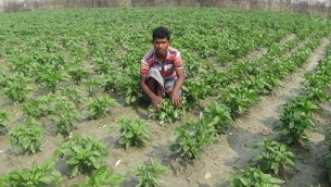 ভোলায় ক্যাপসিক্যাম  চাষ বেড়েছে