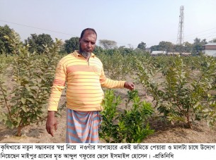 নওগাঁর সাপাহারে একই জমিতে পেয়ারা ও মালটার সমন্বিত চাষ