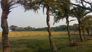 মনপুরায় খেজুর গাছ বিলুপ্তির পথে