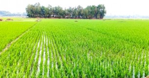 ভোলায় ৫১ হাজার ৫’শ হেক্টর জমিতে  বোরো আবাদের লক্ষ্যমাত্রা নির্ধারণ