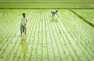 ভোলায় কৃষকরা বোরো  আবাদে ব্যস্ত