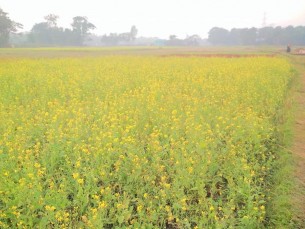 ভোলায় সরিষার ফুলে  দুলছে কৃষকের স্বপ্ন