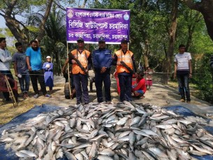 কোস্টগার্ডের অভিযানে চরফ্যাশনে ৪০ মন  জাটকা জব্দ