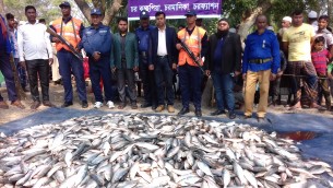 চরফ্যাশনে ট্রলারসহ ৮০ মন  জাটকা ইলিশ জব্দ