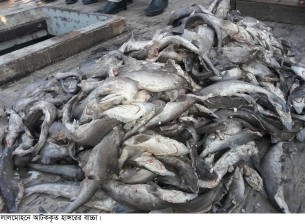 লালমোহনে ২ মন হাঙ্গরের বাচ্চাসহ ৯ জেলে আটক
