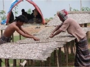 চরফ্যাসনের চরাঞ্চলে রোদে শুকিয়ে শুটকি প্রস্তুতে ব্যস্ত জেলেরা