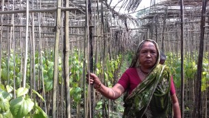 চরাঞ্চলের মিষ্টি পানে ভাগ্য  ফিরেছে কৃষকের