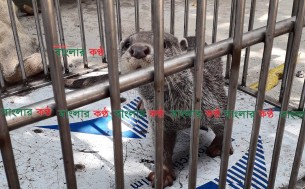 ভোলায় জেলেদের জালে বিলুপ্তপ্রায় বন ভোঁদড়