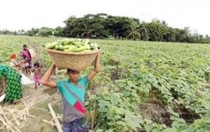 চরফ্যাশনের শসার বাম্পার ফলন  ন্যায্য মূল্য পাচ্ছেনা চাষীরা