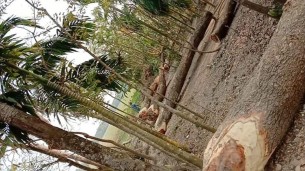 বোরহানউদ্দিনে জমি সংক্রান্ত মামলা করে বিপাকে একটি পরিবার