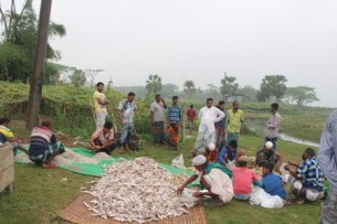 ভোলায় বেহুন্দি জাল দিয়ে  নিধন করা হচ্ছে বিভিন্ন প্রজাতির মাছ