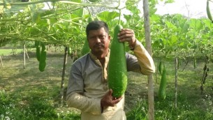 ভোলায় লাউ চাষে ভাগ্য পরিবর্তন