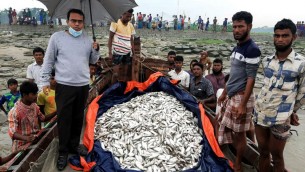 বোরহানউদ্দিনে ইলিশ অভয়াশ্রমে ১৫ মন জাটকা ও নৌকা জব্দ