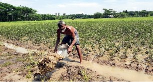 বোরহানউদ্দিনে টানা বৃষ্টিতে ১ হাজার ২শত হেক্টর রবিশষ্য ক্ষতিগ্রস্থ, দিশেহারা কৃষক