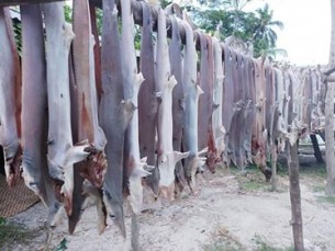 ভোলায় হাঙ্গরের বাচ্চার শুঁটকি ও ২১ ব্যারেল তেল জব্দ