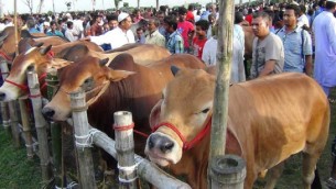ভোলায় ২৭০ কোটি টাকার পশু বিক্রির সম্ভাবনা
