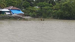 মনপুরায় জোয়ারে পানিতে ৩ হাজার মানুষ পানিবন্দি