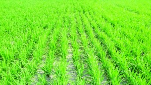 ভোলায় লক্ষ্যমাত্রার চাইতে  বেশী জমিতে আমন আবাদ