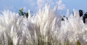 কালের বিবর্তনে হারিয়ে  যাচ্ছে কাঁশফুল