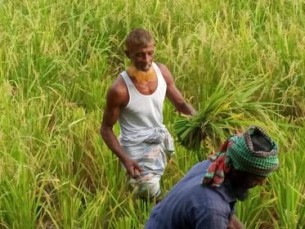 ভোলায় আউশ ধানের  বাম্পার ফলন