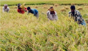 যে কারণে বোরো সংগ্রহের লক্ষ্য অর্জন হয়নি