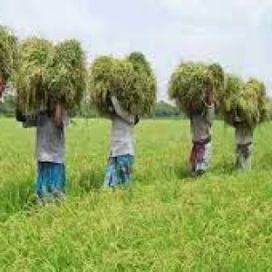 উৎসবের ঋতু  হেমন্ত কাল