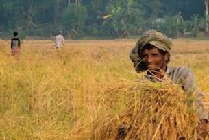 ভোলায় আমন ধানের বাম্পার ফলন