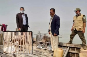 ভোলায় উদ্ধার হওয়া মহাবিপন্ন গৃধিনী শকুন অবমুক্ত 