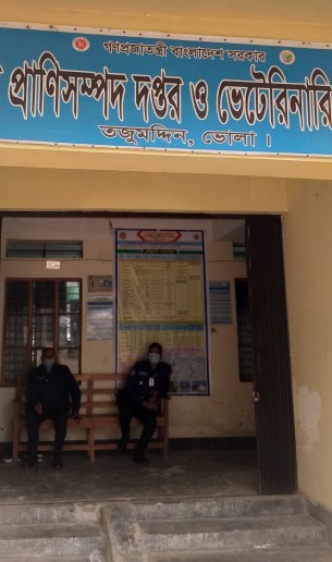 তজুমদ্দিনে পুলিশ পাহারায় গরু মোটাতাজা করণ প্রশিক্ষণ!
